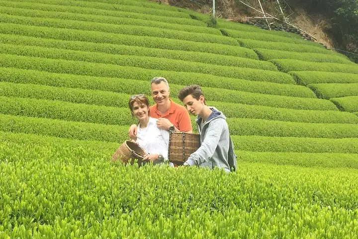 tea farm visiting