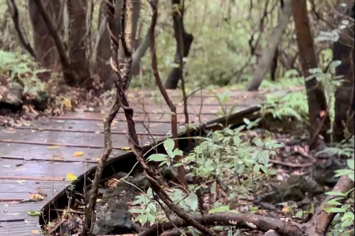 Jeju Gotjawal Provincial Park_wooden deck trail