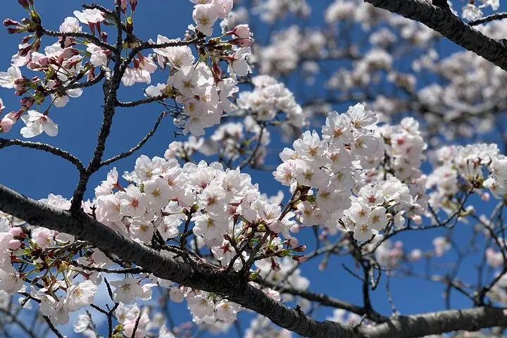 Hiroshima & Miyajima: UNESCO A-Bomb Dome & Itsukushima with Local — operator photo 4
