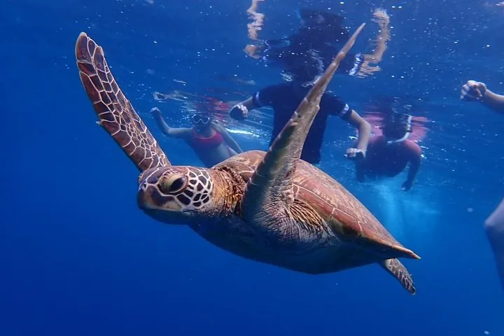 Discover Ishigaki's Hidden Treasures Snorkeling Tour at BlueCave — operator photo 3