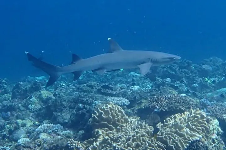 Discover Ishigaki's Hidden Treasures Snorkeling Tour at BlueCave — operator photo 2