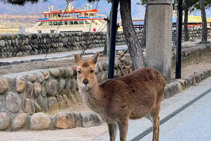 Miyajima, Itsukushima Shrine, Deer