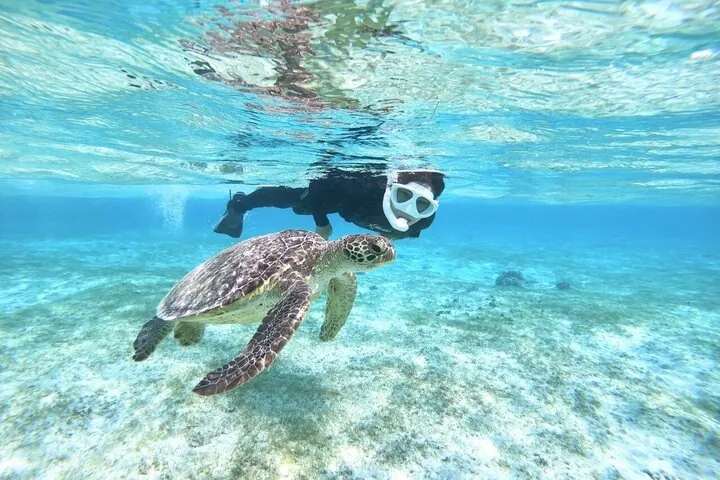 Okinawa Miyako Full Day Sea Turtle Snorkel and SUP or Canoe — operator photo 3
