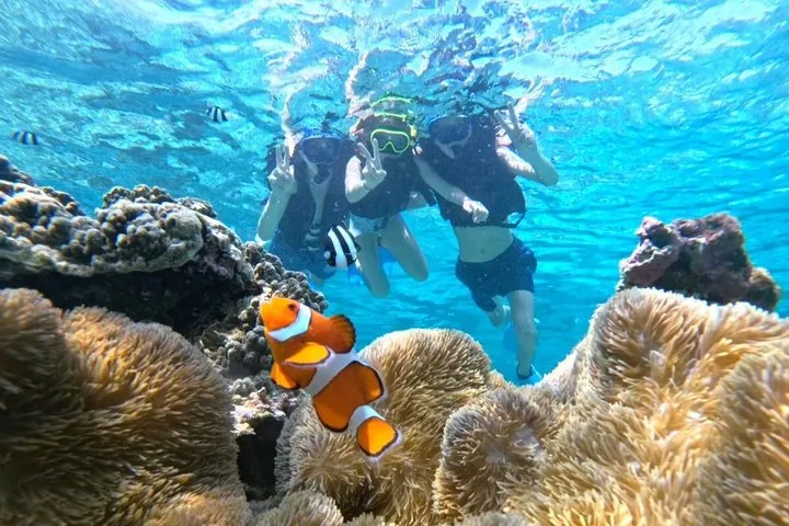 Okinawa Miyako Half Day Sea Turtle Snorkel with Free Photos — operator photo 11