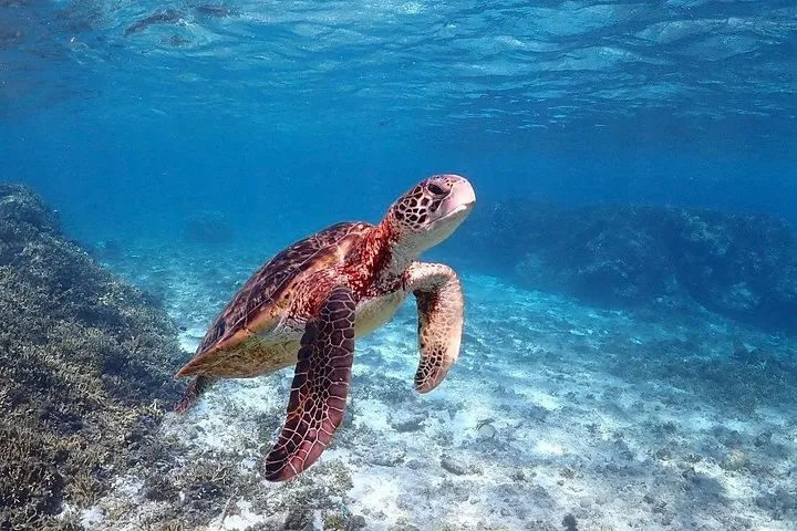 Okinawa Miyako Sea turtle Snorkeling Free Pick up and Drop off — operator photo 3