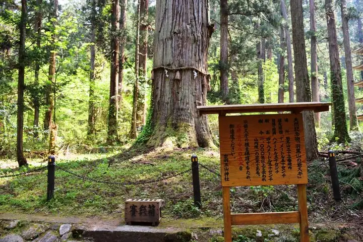 Mt Haguro Pagoda Express Private Tour from Sakata Port — operator photo 2