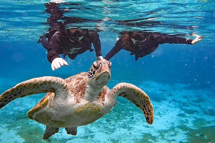Okinawa Miyako Sea turtle Snorkeling Free Pick up and Drop off — operator photo 9