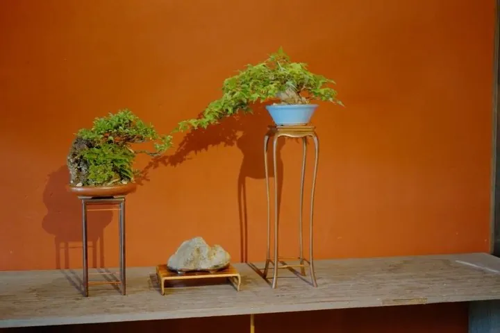 Explore Fukui’s Merchant Heritage with a Bonsai Craft Session — operator photo 4