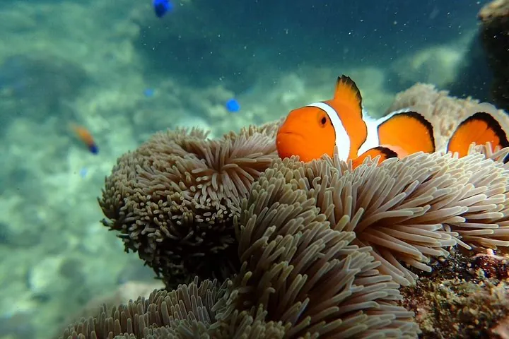 Okinawa Ishigaki Blue Cave Snorkeling Tour — operator photo 5
