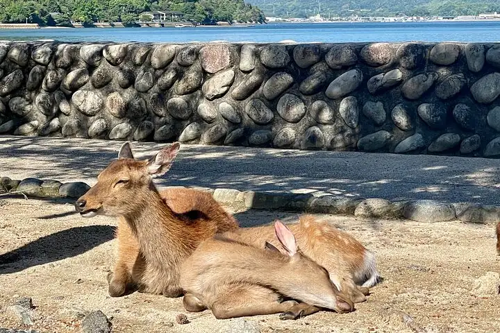 Private Miyajima: Itsukushima Shrine, Island Nature & Local Guide — operator photo 3