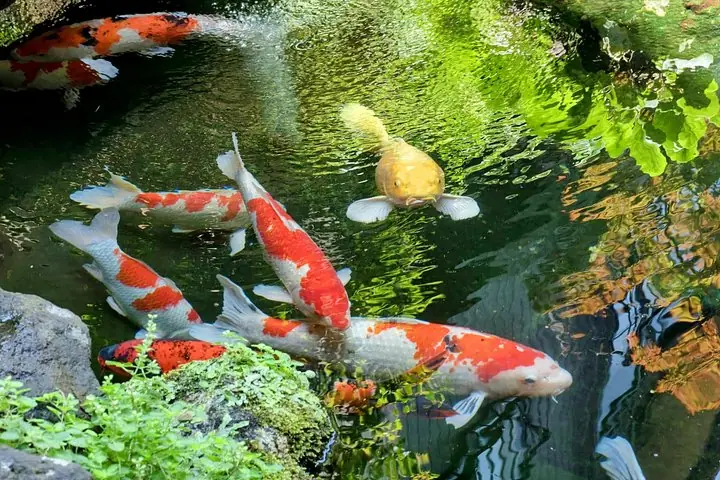 Secrets of Toyama: An Exclusive Journey of Culture and Cuisine — operator photo 4