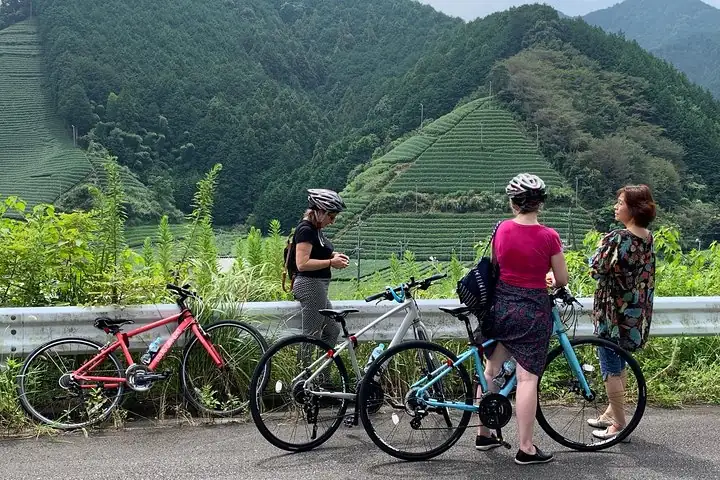 Guided Bike Tour to a green tea farm